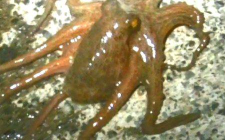 本日は多種の魚が釣れました！太刀魚、タコ、アオリイカ、オオモンハタなど